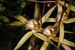 Caladenia aff. polychroma