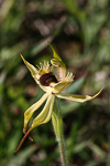 Caladenia crebra