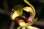Caladenia crebra