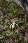 Caladenia longicauda subsp borealis x crebra
