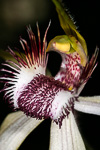 Caladenia longicauda subsp borealis x crebra