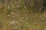 Caladenia polychroma