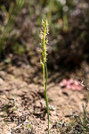 Prasophyllum gracile