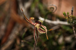 Caladenia plicata