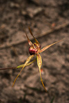 Caladenia heberleana