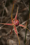 Caladenia heberleana