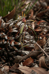 Caladenia arrecta