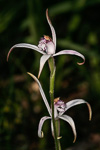 Caladenia hirta subsp. hirta
