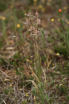 Caladenia cairnsiana x polychroma