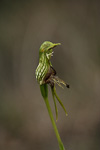 Pterostylis aff. barbata
