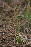 Pterostylis aff. barbata