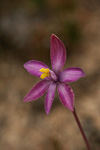 Thelymitra spiralis