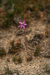 Thelymitra spiralis