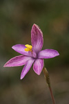 Thelymitra spiralis