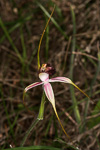 Caladenia lorea