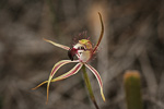 Caladenia hoffmanii subsp. graniticola
