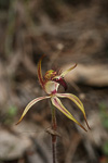 Caladenia hoffmanii subsp. graniticola