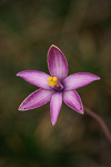 Thelymitra spiralis