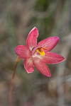 Thelymitra spiralis x antennifera