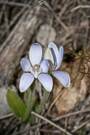 Cyanicula nikulinskyae