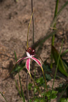Caladenia lorea