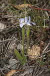 Cyanicula nikulinskyae