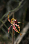 Caladenia hoffmanii subsp. graniticola