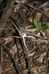 Caladenia paradoxa