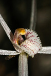Caladenia paradoxa