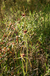 Caladenia procera
