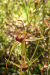 Caladenia procera