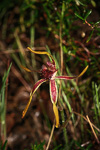 Caladenia arrecta