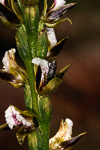 Prasophyllum elatum