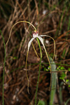 Caladenia longicauda subsp. merrittii