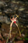 Caladenia ferruginea