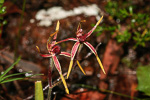 Caladenia arrecta