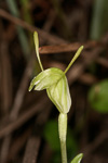 Pterostylis aff. nana