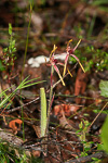 Caladenia arrecta