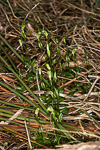 Pterostylis aff. nana