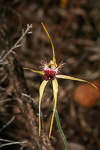 Caladenia thinicola
