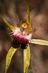 Caladenia thinicola