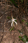 Caladenia vulgata