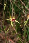 Caladenia infundibularis
