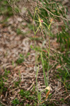 Caladenia infundibularis