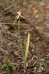 Caladenia thinicola