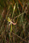 Caladenia attingens subsp. attingens