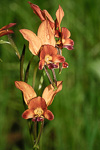 Diuris aff. amplissima