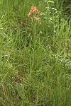 Diuris aff. amplissima