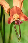 Diuris aff. amplissima