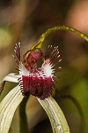 Caladenia excelsa